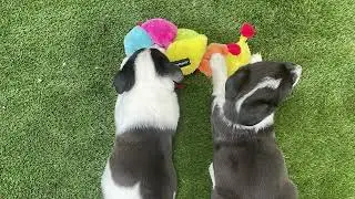 Puppies Time