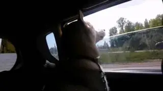 Хаски в машине.