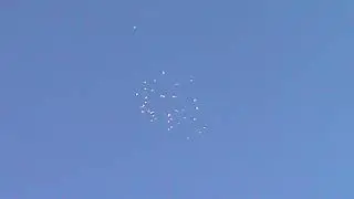 Пермские голуби