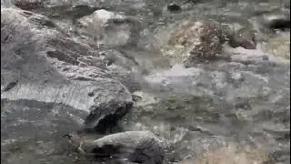 #индия ,#Химачал Прадеш.горная река