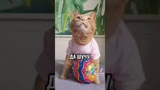 ладно я не жадина мяяяяяяяу # я не гей