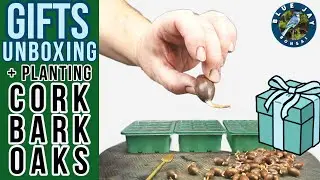 Opening Gifts & Planting Cork Bark Oaks for Future Bonsai
