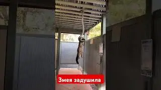 змея с верху схватила и задушила