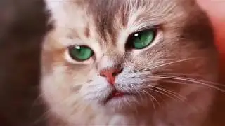 «Твои глаза» кот Геннадий