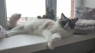 Как помыть кота. Видео про то как мы моем нашего котика породы RagDoll