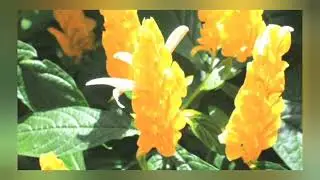 Pachystachys. Пахистахис. Как ухаживать за цветком? 