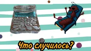 Моя колония Messor Structor . Кормлю муравьёв личинкой жука знахаря . Матка кампанотус пицеус .
