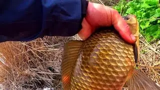 ЗАБРАЛСЯ В ОМУТ ГДЕ ЖИВУТ ЗОЛОТЫЕ КАРАСИ !!! ЛОЖАТ! ТОПЯТ! РЫБАЛКА НА ПОПЛАВОЧНУЮ УДОЧКУ💥