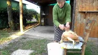 Copar na gaina (ammazzare una gallina) - Macellazione pollame ad uso domestico