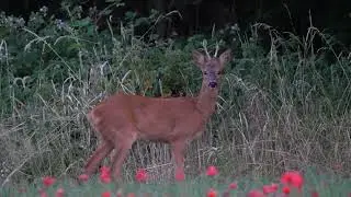 Natuur (Deer, Capreolus Capreolus) film op de Brabantsewal Heimolen 2023. Video 1