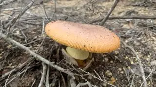 3 Seguimiento de Aereus y Amanitas Mayo 2024