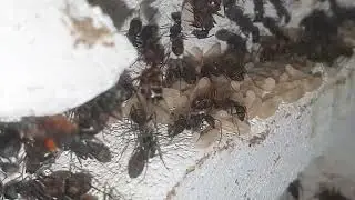 Camponotus Cruentatus Major Colony Growth #Ant Life 4K 60fps