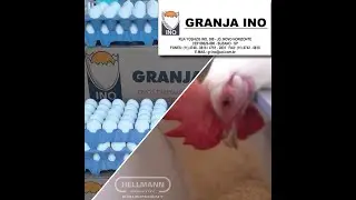 Granja Ino & Hellmann Poultry Equipment! Use your possibilities!
