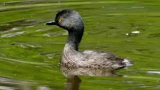 Canto do mergulhão-pequeno