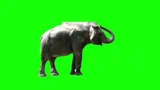 ELEPHANT AND MAMMOTH GREEN SCREEN! 