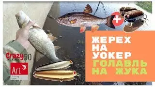 Жерех на уокер, голавль на жука. Просто проходные рыбалки...