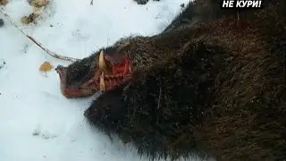 Driven hunting for wild boar. Produced boar