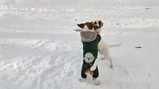 Риччи и Буся грозные псы грызуны) Собака Джек Рассел терьер.