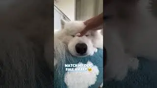 Trick to make a bear fall asleep