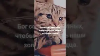 #котики #тренды#тренды #литвин #топчик #топ #грусть #тренды