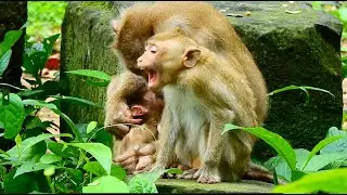 That’s Good Libby Protecting Newborn Baby Leo…