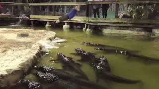 Man Dives In Alligator Infested Pool