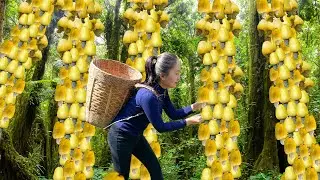 4K Harvesting yellow cashew fruits And Go to Market Sell | Emma Daily Life