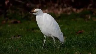 Cattle Egret on Long Eaton road verge, 10th Feb, 2023.