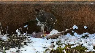 Eurasian Sparrowhawk  (Accipiter nisus)  eats pigeons