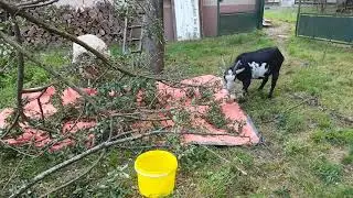Murphy et Eddy se régalent