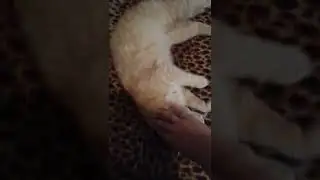 кудряшка🐈