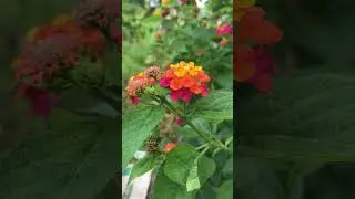 God's Beautiful Painting  #bible  #creationshorts  #godscreations