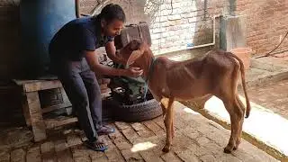 kissing 💋 moment with cow's. 