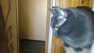 #КрысаКот