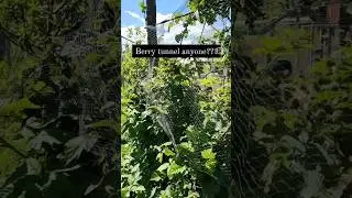Berry tunnel anyone? Here's a cheap easy way to create one.Hope you're left feeling inspired 😊