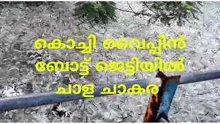 കൊച്ചി വൈപ്പിൻ ബോട്ട്ജെട്ടിയിൽ ചാള ചാകര