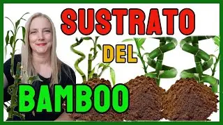 Sustrato del  Lucky Bamboo │Cómo hacer el sustrato del bambu de la suerte@VeronicaCampaniniPlantas