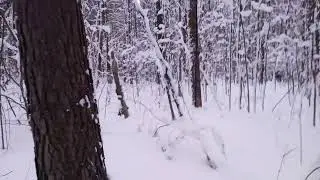 Грибы есть??? Обзор грибной ситуации на сегодня!!!