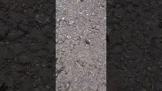 პატარა ბაყაყი