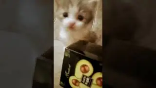 Нашла этих котят брошенных в коробке..Скоро будет полное видео на канале
