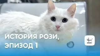 История глухой кошки Рози, эпизод 1