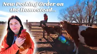 An Unfortunate New Pecking Order 🐓 | Homestead VLOG