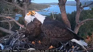 10-4-2023 It’s Beaky Kissing Time