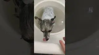 Приключения маленькой собачки Сони. Соня купается 😀.