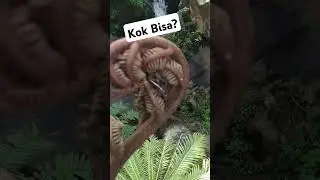 Kamuflase Katak