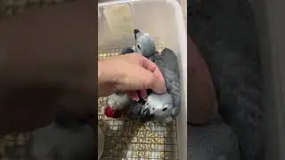Крошки #жако в наличии #жако #parrot #попугай #funnyimages #ожереловыйпопугай #funnymemes #shorts