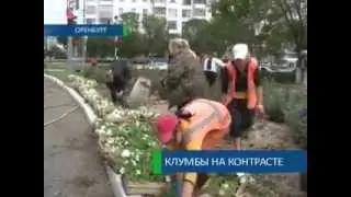 Клумбовая мода Оренбурга