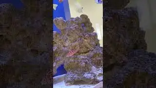 ganda nang mga isda sa loob aquarium