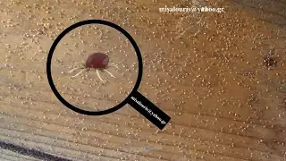 Red mites in pet birds, detection and treatment