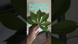 scanning a papaw leaf 